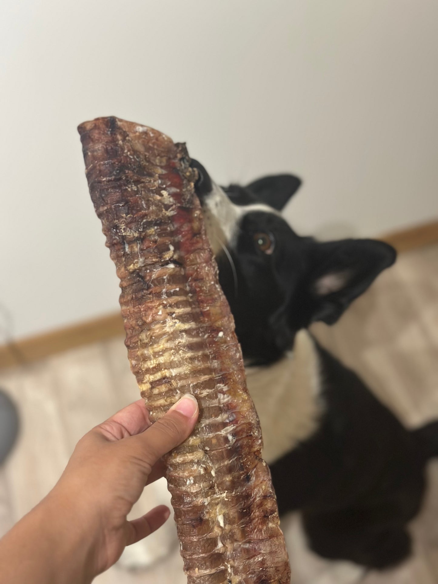 Trachées de Bœuf Longue