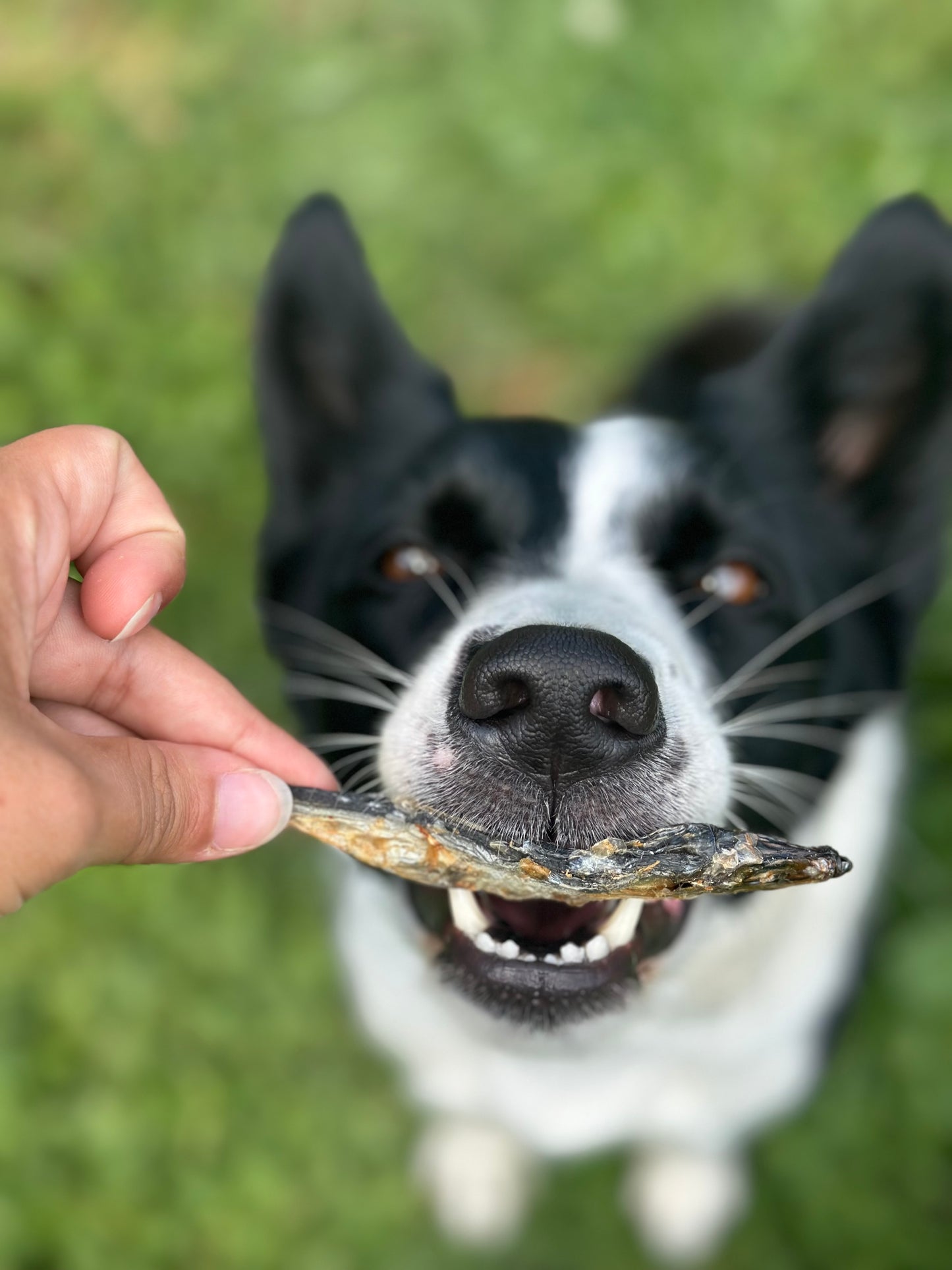 Sprats - Pour Chien & Chat