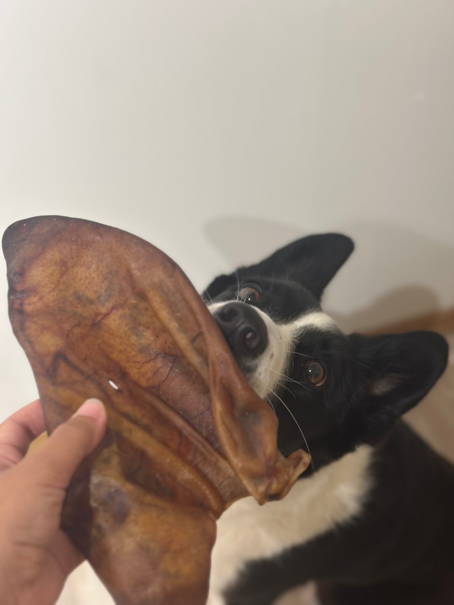 Oreille de cochon XXL