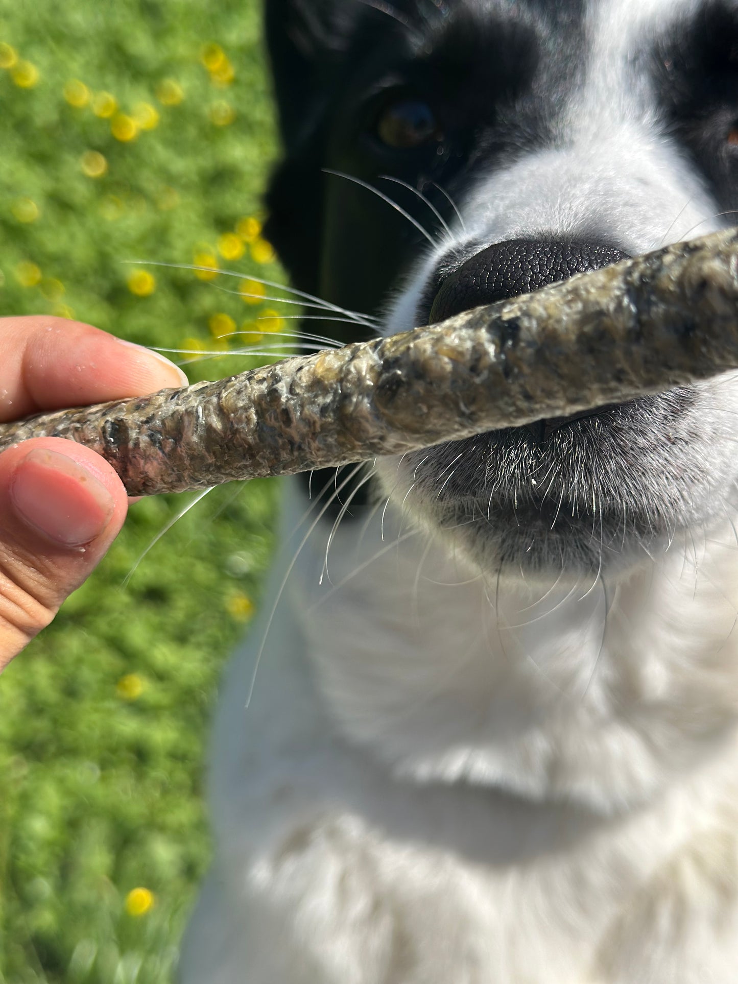 Bâtonnets de Morue- Chien & Chat