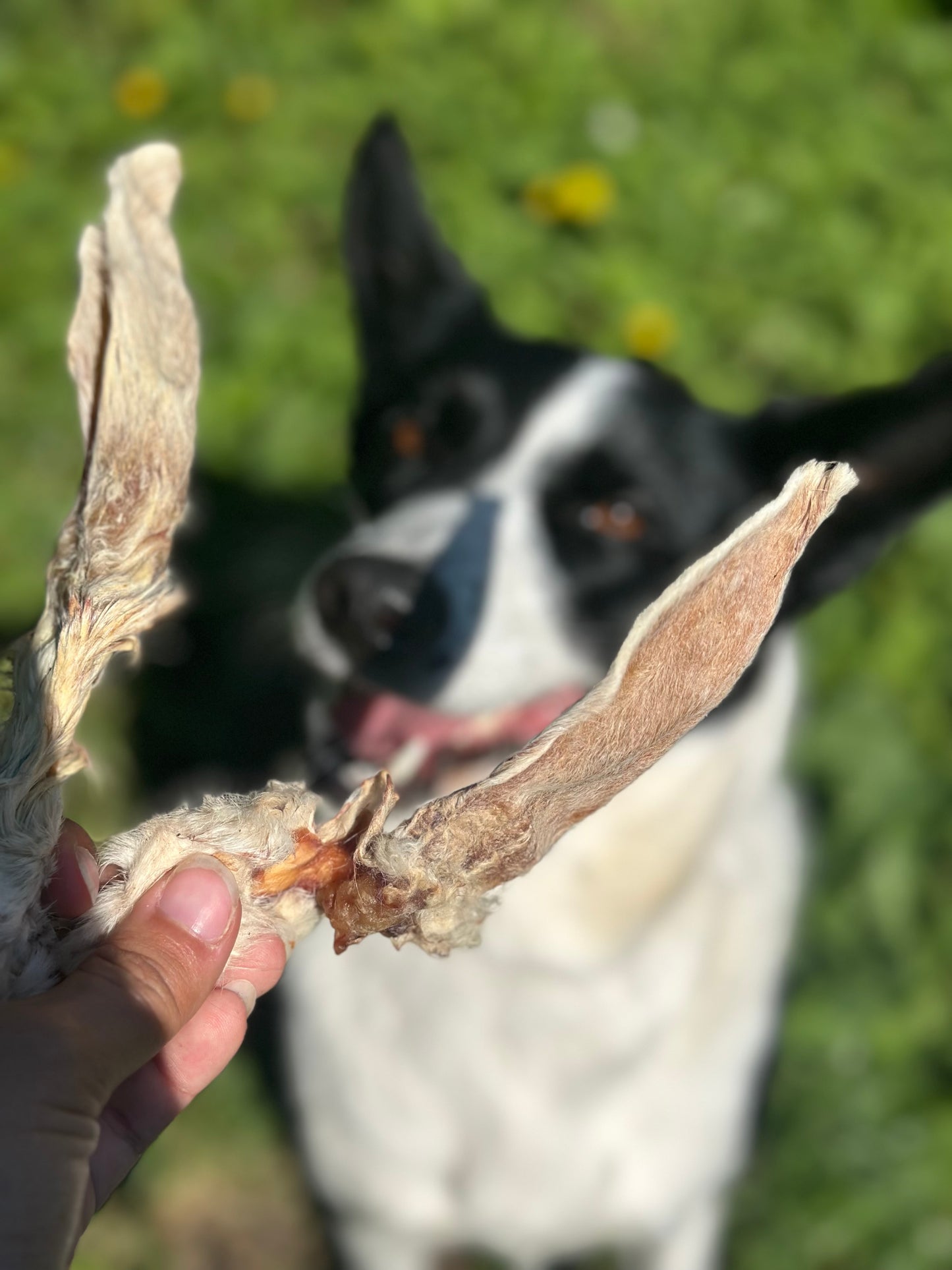 Oreilles de Lapin Séchées – Pour Chien & Chat