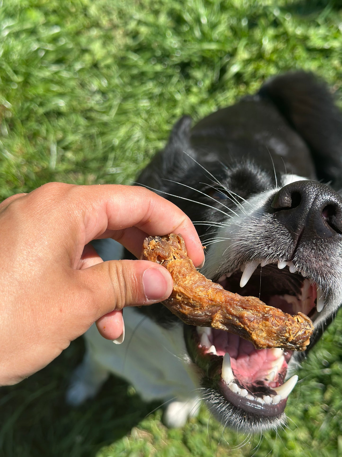 Cous de Poulet- Pour Chien & Chat